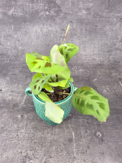 Marantha leuconeura fiesta mini