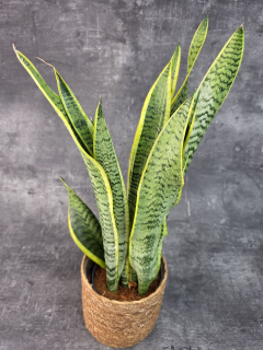Sansevieria Laurentii 17 cm