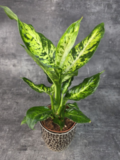 Dieffenbachia Sublime 12 cm
