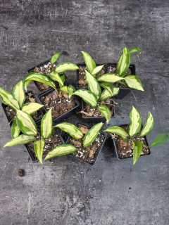 Pěstírna KYTKYshop Hoya Carnosa Tricolor