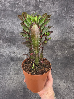 Euphorbia Trig Rubra