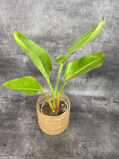 Strelitzia Nicolai 17 cm