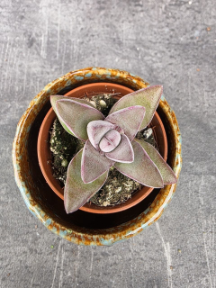 Crassula Crassula ‘Justus Corderoy’ mini