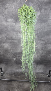 Senecio Radicans závěs  XXL