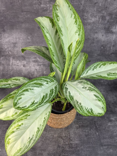 Aglaonema Silver Bay 17 cm
