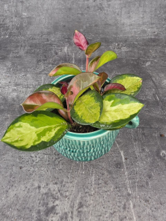 Hoya Australis Trikolor 9 cm