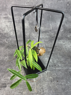 Hoya ve šnečí ulitě a černém čtveratém stojanu Hoya Longifolia (6)
