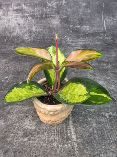 Hoya Australis Trikolor mini