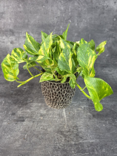 Epipremnum NJoy Gold 12 cm