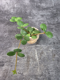 Peperomia Tetraphylla Hope mini