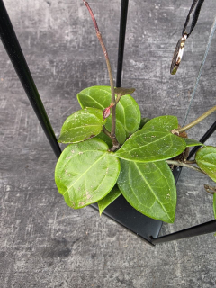 Hoya ve šnečí ulitě a černém čtveratém stojanu Hoya ‘Jennifer’ (4)