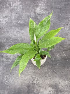 Spathiphyllum Diamond 12 cm
