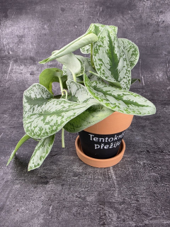 Scindapsus Pictus Trebie 12 cm