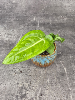 Anthurium Villenaorum mini