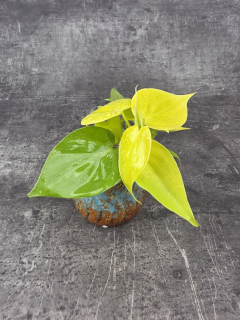 Epipremnum Pinnatum Golden Pothos mini