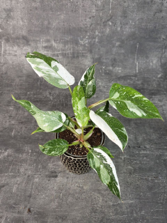 Philodendron White Princess 12 cm