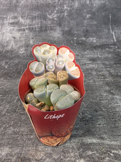 Lithops Leslei sukulent 8,5 cm