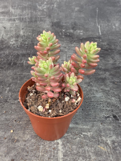 Sedum Rubrotinctum Aurora 8 cm