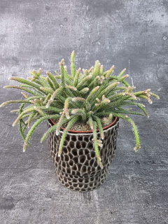 Rhipsalis Horrida  12 cm