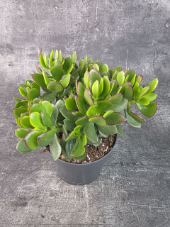 Crassula Ovata Sunset 17 cm