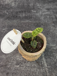 Macodes Petola orchidej mini