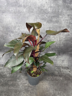 Philodendron New Red na tyči