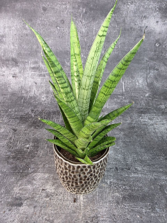 Sansevieria Tough Lady 10,5 cm