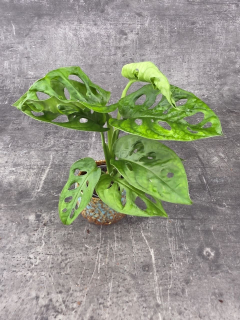 Monstera Adansonii Monkey Mask mini