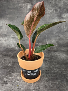 Philodendron Pink Birkini 12 cm
