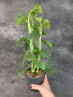 Cissus Quadrangularis 12 cm