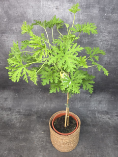 Pelargonium graveolens 'Mosquito' kmínek