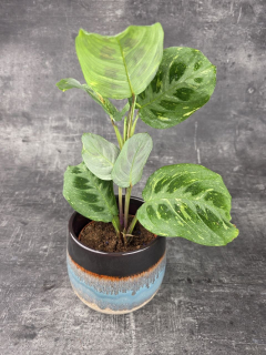 Marantha leuconeura fiesta variegata 12 cm