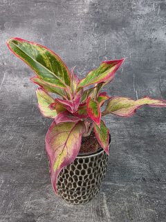 Aglaonema Crete Flame 12 cm