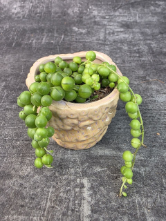 Senecio Rowleyanus mini
