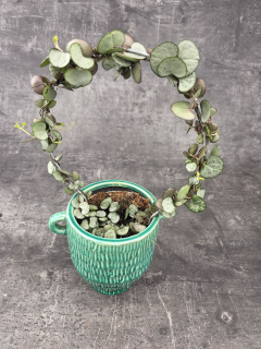 Ceropegia Woodii zelená na kruhu