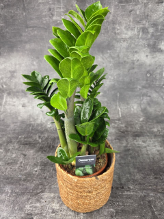 Zamioculcas Zamiifolia Zenzi 14 cm
