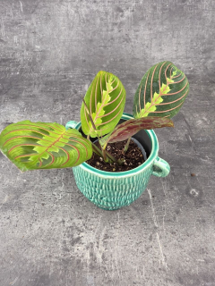 Marantha Leuconeura Fascinator mini