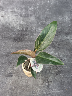 Philodendron Pink Birkini mini