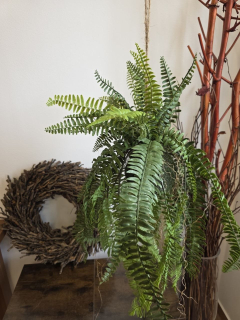 Imitace pokojová rostlina kokedama kapradina