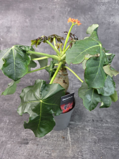 Jatropha Podagrica Orange 13 cm