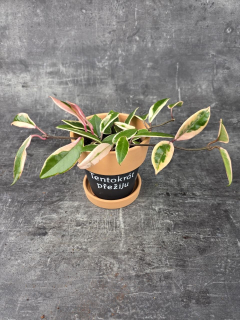 Hoya Flamingo Dream 12 cm