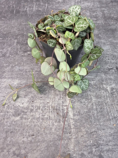 Ceropegia zelená 8 cm