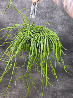 Rhipsalis Selenisereus závěs XXL