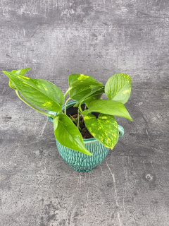 Epipremnum Auerum 8,5 cm