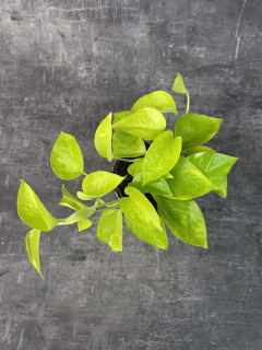 Epipremnum Pinnatum Golden Pothos 12 cm