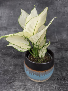 Aglaonema White Joy 12 cm