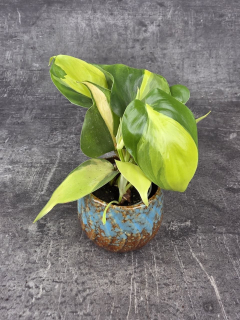 Philodendron Scandens Brasil mini