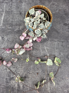 Ceropegia Woodii růžová mini
