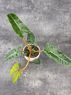 Philodendron Billietiae