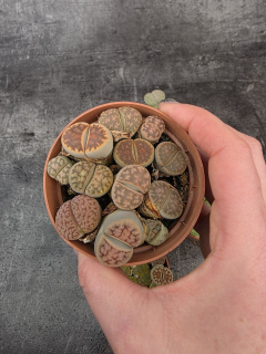 Lithops drobný do růžova
